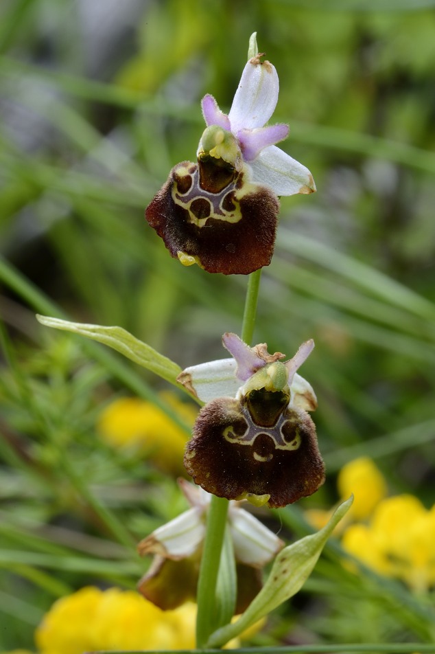 Conferma Ophirys holoserica subsp. holoserica